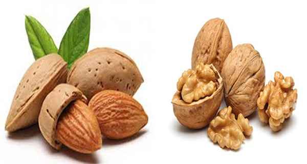 تصویر 2 از قیمت بادام درختی تازه + خرید باور نکردنی